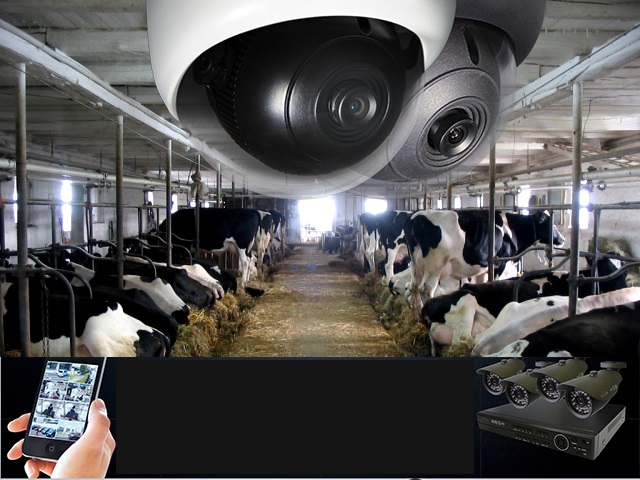 Система виденаблюдения на ферму